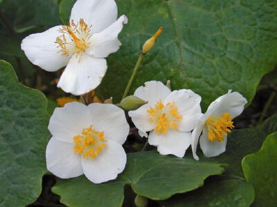 血水草(Eomecon chionantha)~