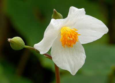 血水草(Eomecon chionantha)~