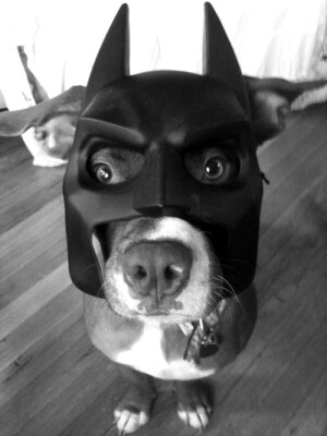 I'M BATDOG