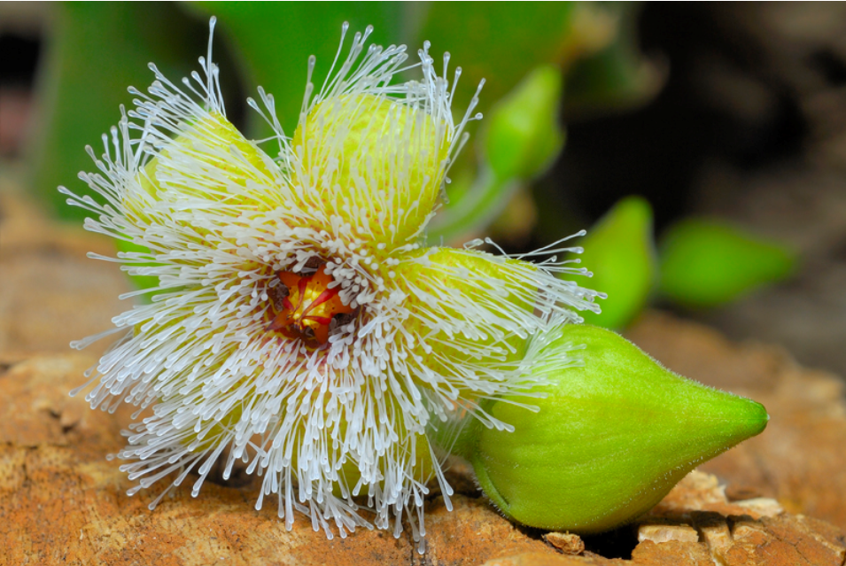 stapeliaglandulifloraflowers豹皮花属