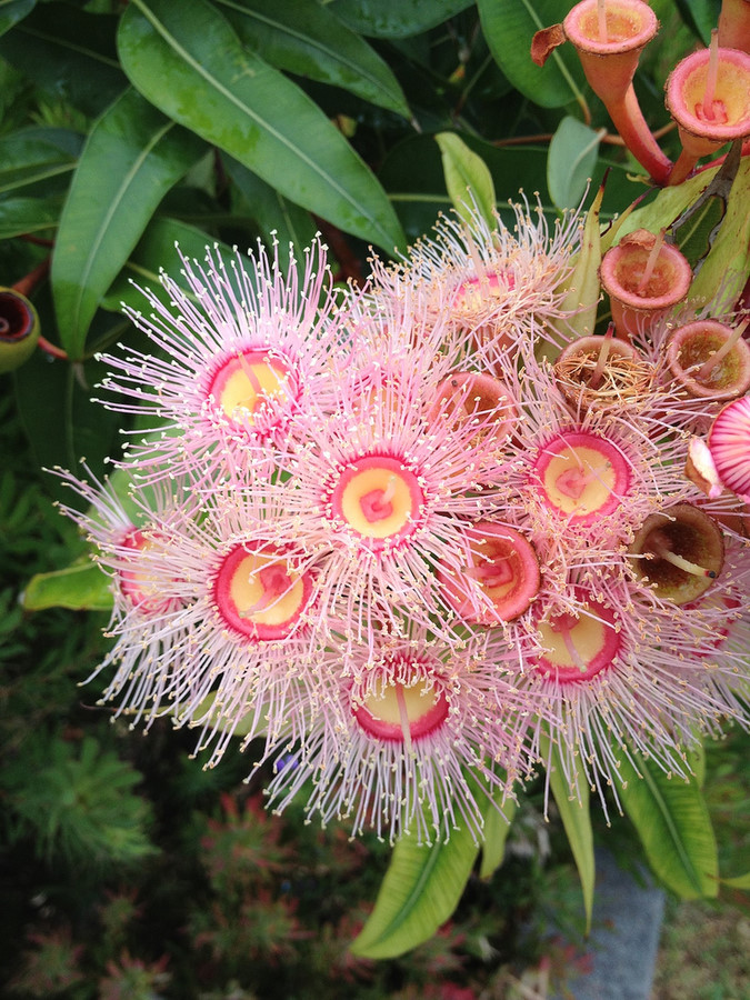 胶花(Gum flower)~