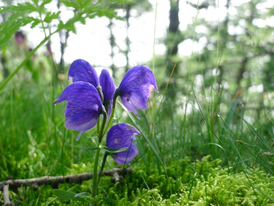 甘青乌头 Aconitum tanguticum，毛茛科 乌头属~