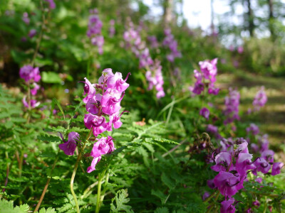 大卫氏马先蒿 Pedicularis davidii，玄参科 马先蒿属，也叫扭盔马先蒿~