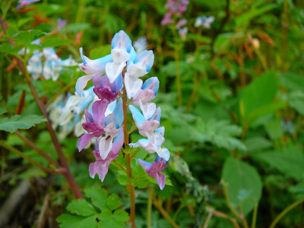 尖瓣紫堇 Corydalis oxypetala 紫堇科 紫堇属~