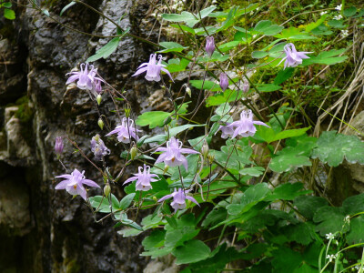 华北耧斗菜 Aquilegia yabeana 毛茛科 耧斗菜属~