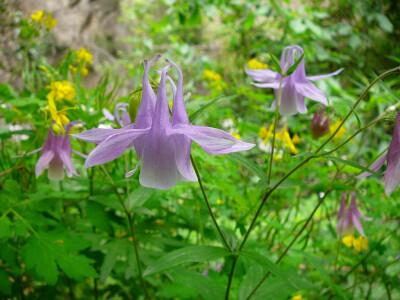 华北耧斗菜 Aquilegia yabeana 毛茛科 耧斗菜属~