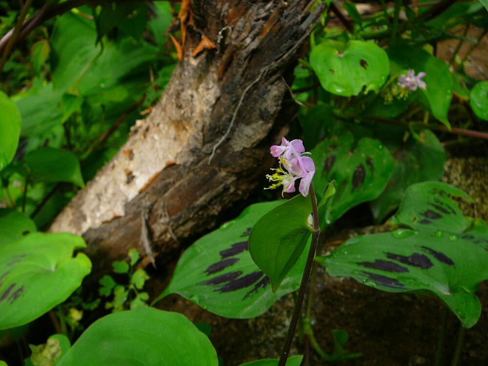 竹叶子 Streptolirion volubile 鸭跖草科 竹叶子属~