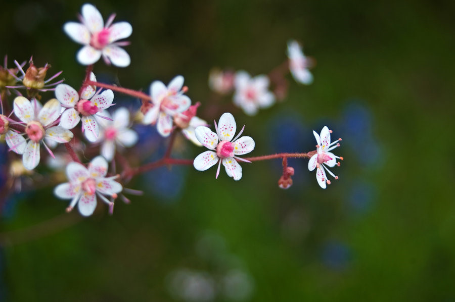 London Pride 阴地虎耳草 Saxifraga x urbium ~