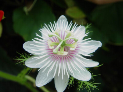 龙珠果，西番莲科，花朵很像西番莲花~