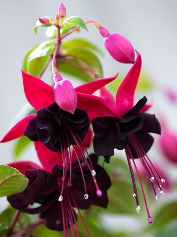 倒挂金钟（Fuchsia）~