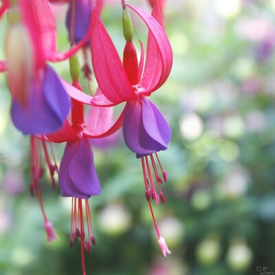 倒挂金钟（Fuchsia）~