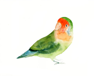 LOVEBIRD by DIMDImini 7x5inch Print 鹦鹉