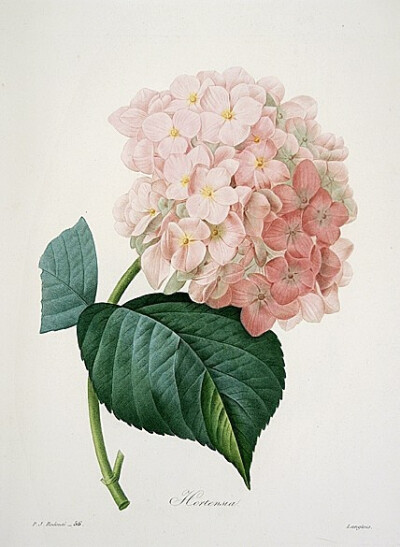 花果插画by David Wooster