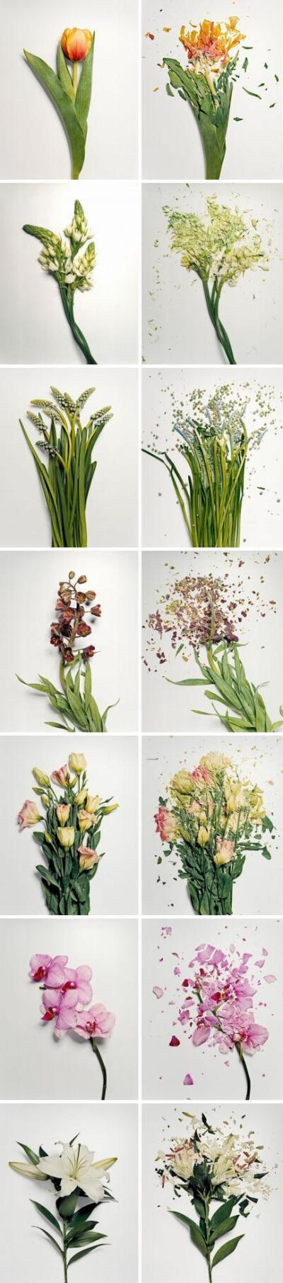【稍纵即逝的美】美国摄影师 Jon Shireman将花卉浸泡在液氮中让其冷冻硬化，然后快速地砸向坚硬的桌面，用高速摄像机记录它们的整个破坏过程，定格了的花卉的碎片。