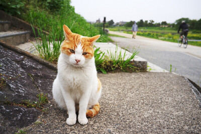 少猫不识愁，呆愣坐街头【萌猫┏ (゜ω゜)=☞