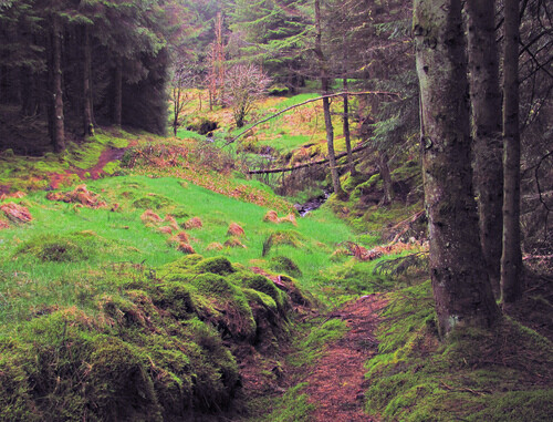 Northern Ireland (by Dazzygidds) Source: Flickr / dazzygidds #uk #northern ireland #forest #woods #trees #landscap