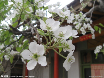 梨花淡白柳深青，柳絮飞时花满城。惆怅东栏一株雪，人生看得几清明--苏轼