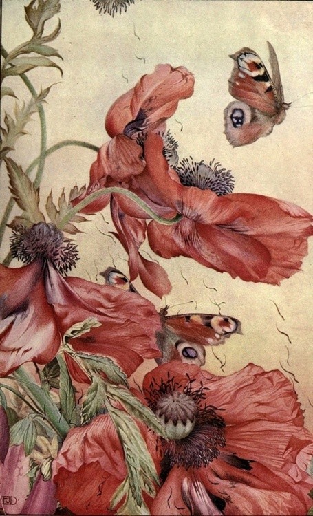 Edward Julius Detmold (1883 – 1957)