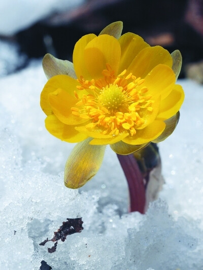 {“琥珀的眸子”}......冰凌花 黑土地上春的信使 冰凌花属于毛茛科，侧金盏属，其学名为侧金盏花。不同地域给它赋予了不同的名字：冰凌花、冰了花、冰凉花、冰郎花、冰顶花、冰里花、冰溜花、金盅花、金盏花、福寿草和雪莲花等。冰凌花是多年生草本植物，在冰雪将要融化时萌芽，嫩绿色的叶芽包在薄膜中，金黄色的小花的花径为1.5厘米—4.0厘米，经过十天左右花谢后，叶子长成，其形状如胡萝卜叶子。