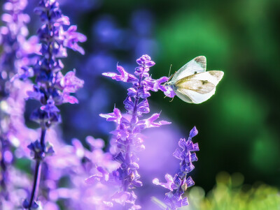 Photograph Little princes by Miki Asai on 500px