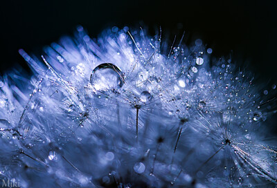 Photograph Diamond seeds by Miki Asai on 500px