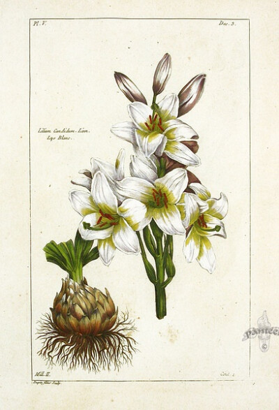 Lilium Candidum