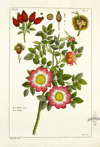 Rosa Canina