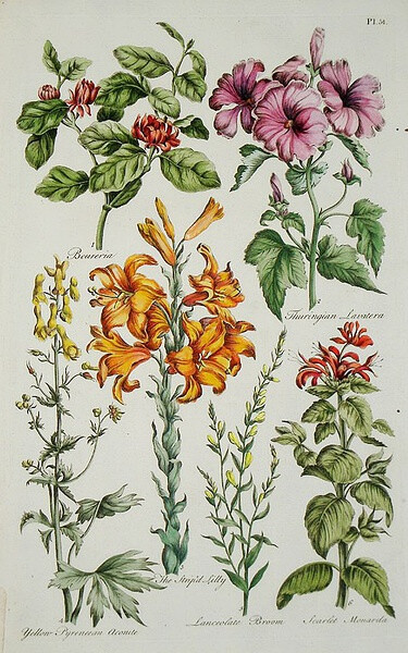 Beureria, Thuringian Lavatera, Yellow Pyrenean Aconite, The Strip'd Lilly, Lanceolate Broom, Scarlet Monarda