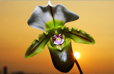 小青蛙兜兰(Paphiopedilum spicerianum)~