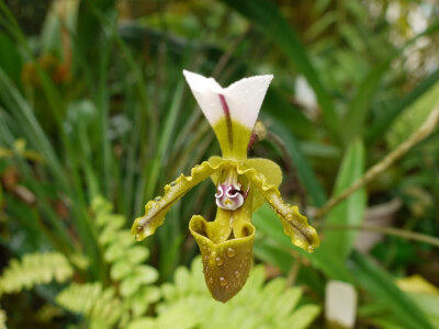 小青蛙兜兰(Paphiopedilum spicerianum)~