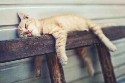 本猫累死了 暂且睡了！！