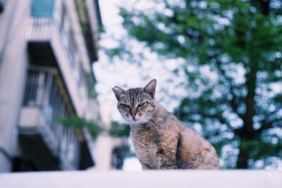 你敢瞪我 我瞪死你！