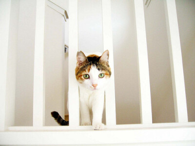 麻麻 我再也不敢了 放我出去吧！！