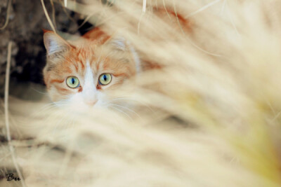 你是不会发现我躲在这里的！