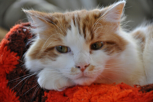 我这是在鄙视你你知道么