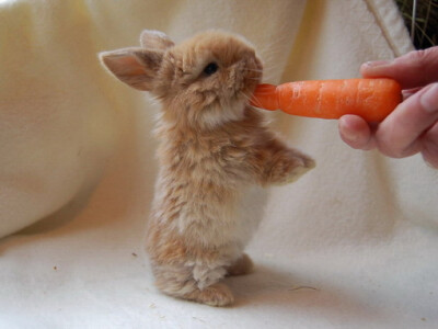兔兔♥♥