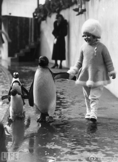 1937年的某天，一个小女孩带着她的宠物企鹅们在遛弯【复古写真馆】