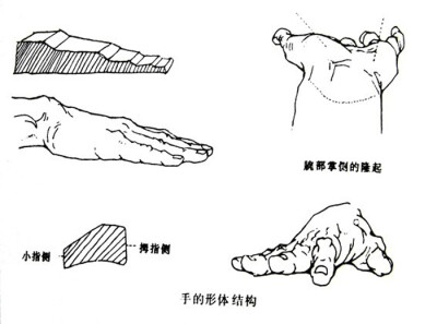 手的形体结构： 画手首先要加强对手的理解，掌握手的形体特征、解剖结构及其活动规律。 手分为腕、掌、指三部分，前侧为掌心、后侧为掌背，拇指侧在外，小指侧在内，从侧面看，手部的形体呈阶梯状，腕、掌、指…