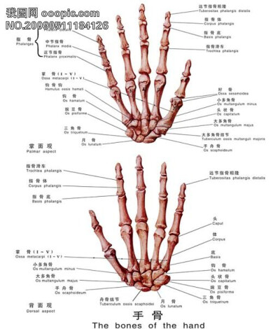 二、手的姿势1、手的休息位（1）定义：是指在自然放松状态下，在不用任何力量时，手的肌群处于相对平衡状态下手的姿势。（2）位置：腕关节略背伸10~15°，轻度尺偏；拇指轻度外展屈曲，指腹接近食指远端指间关节（DIP…