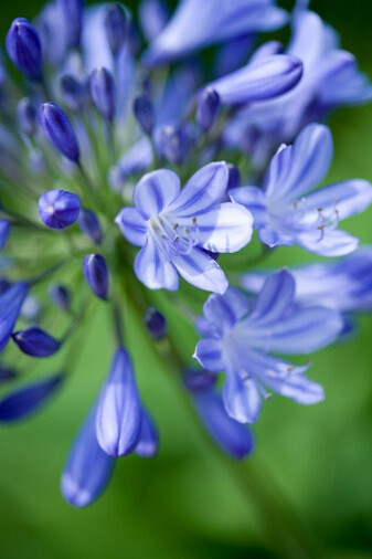 百子莲属/Agapanthus caulescens 具茎百子莲