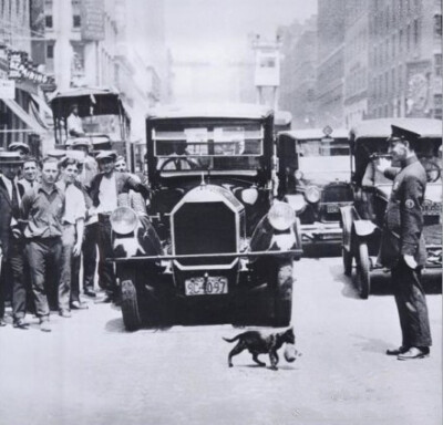 1925年的纽约街头 汽车人流停下 安静等候一只叼着猫咪宝宝的母猫穿过马路。