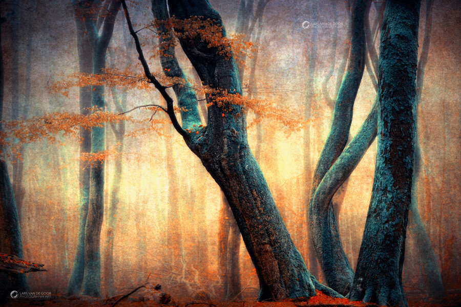 Photograph The Dancing Trees by Lars van de Goor on 500px