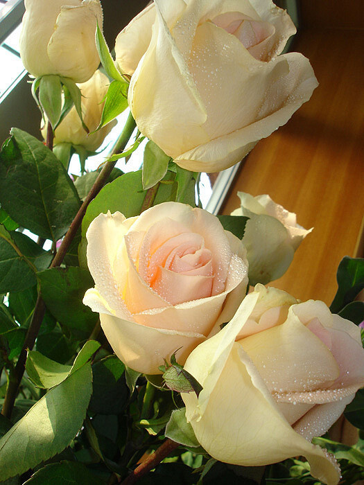 香槟玫瑰花语:我只钟情你一个 你是我今生的唯一; 香槟玫瑰,保加利亚