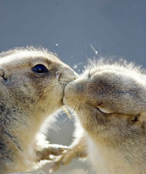 两只松鼠kiss，右边这只竟然闭眼了，so lovely