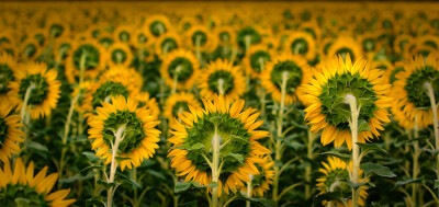 Photograph Sunflower&#39;s army by Ilona Imagine on 500px