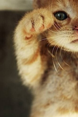 可爱小猫爪