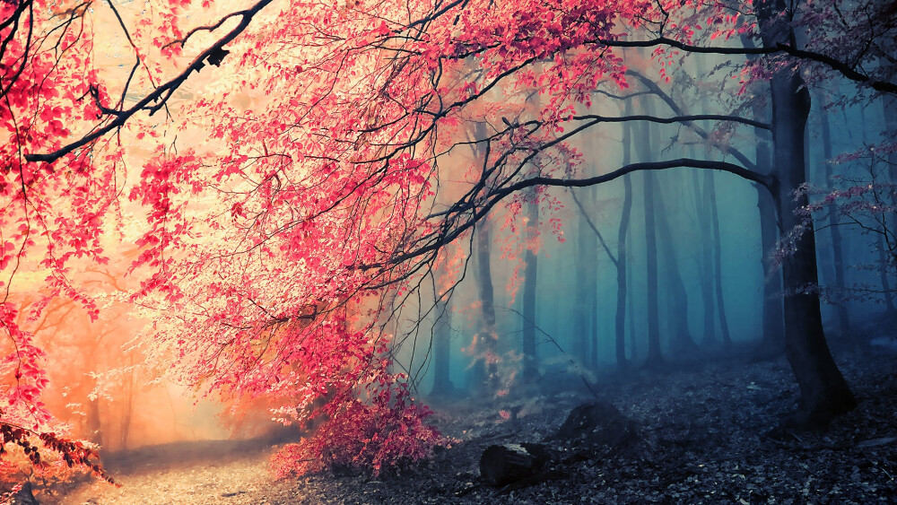 Japan nature jungle forest Mao Kurata autumn Janek-Sedlar / 1920x1080 Wallpaper