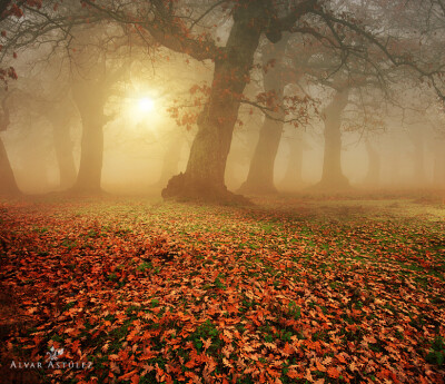 Photograph Autumn in the forest by Alvar Astúlez on 500px