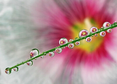 Photograph dew drops by tugba kiper on 500px