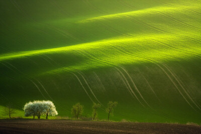 Photograph Spring Tree by Marcin Sobas on 500px